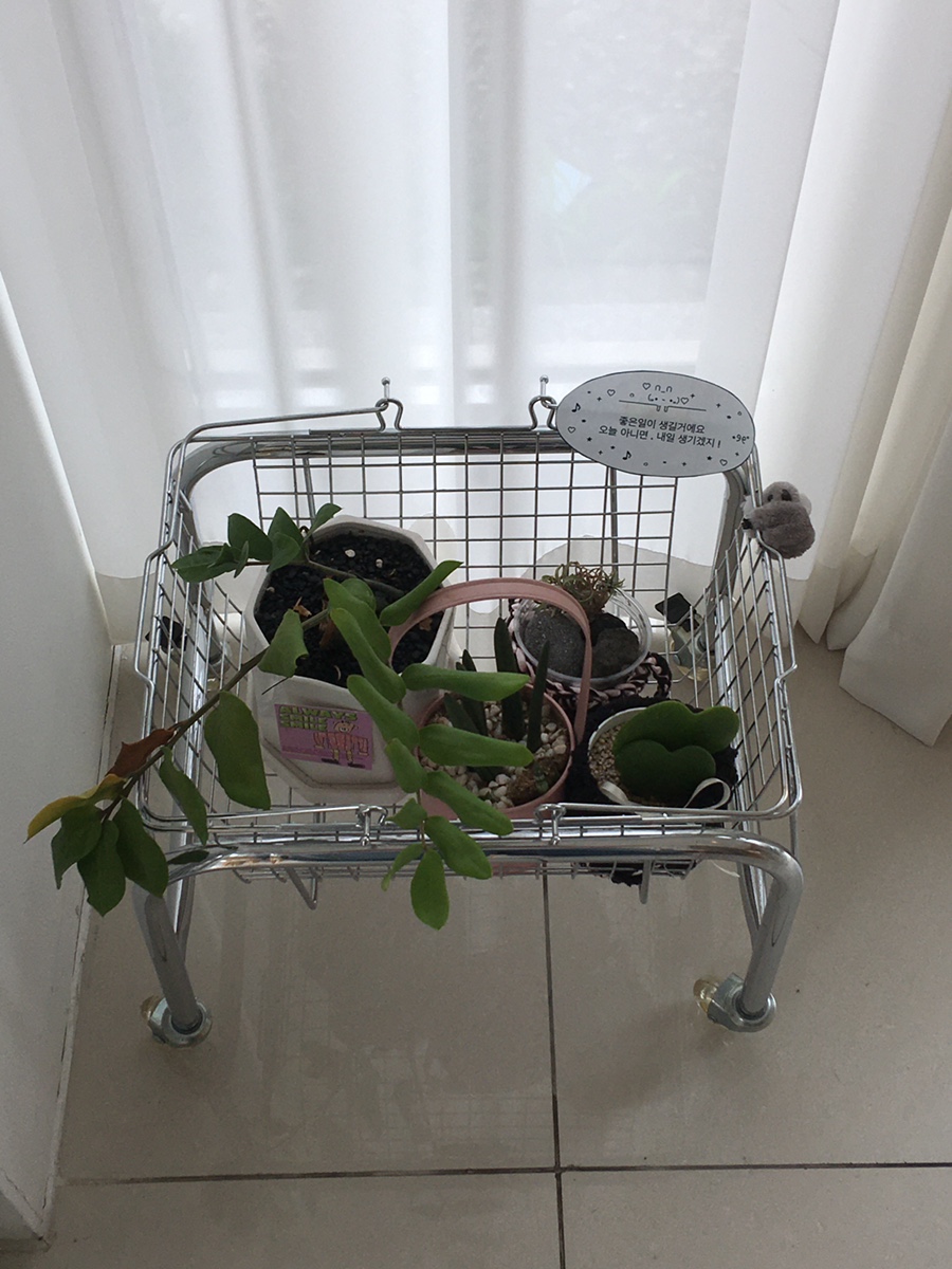 모어프 사진 6
