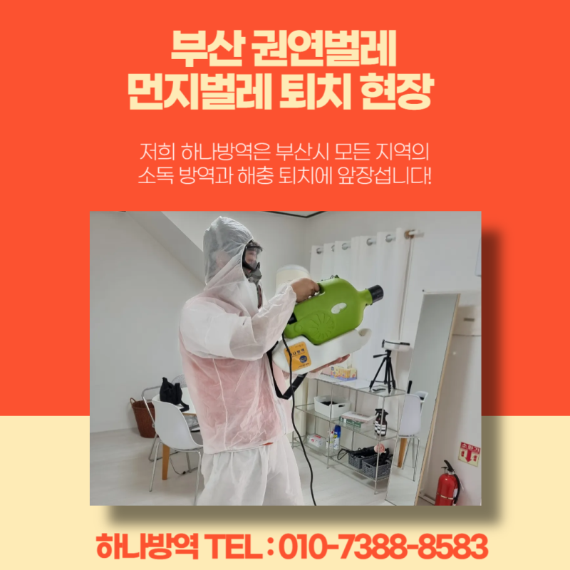 부산 권연벌레 먼지벌레 퇴치 현장 스케치