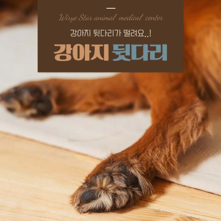  강아지 뒷다리 떨림 단순 관절 문제가 아닐 수 있다?
