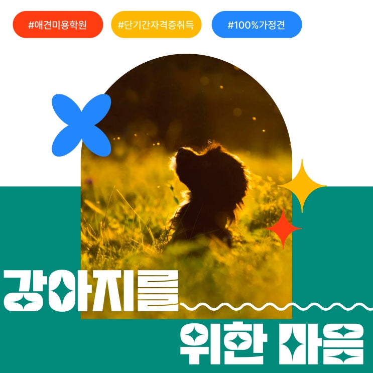  양주애견미용학원 2급 자격증까지 단 한 번에 취득 가능한 곳