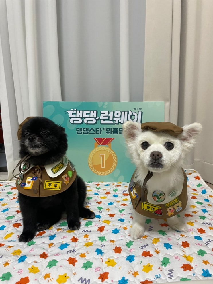  반려견과 함께하는 제로웨이스트 패션쇼 댕댕런웨이 댕댕스타 1위 후기