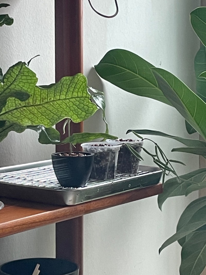 호야 리네아리스 삽목