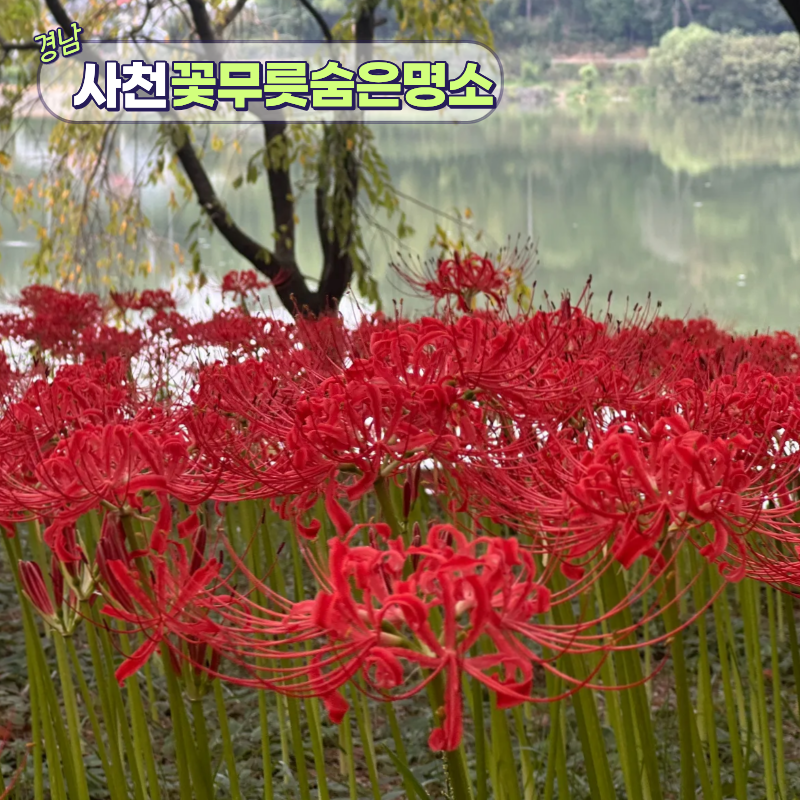 실시간 꽃무릇 만개! 진주, 사천 경계의 가볼만한곳