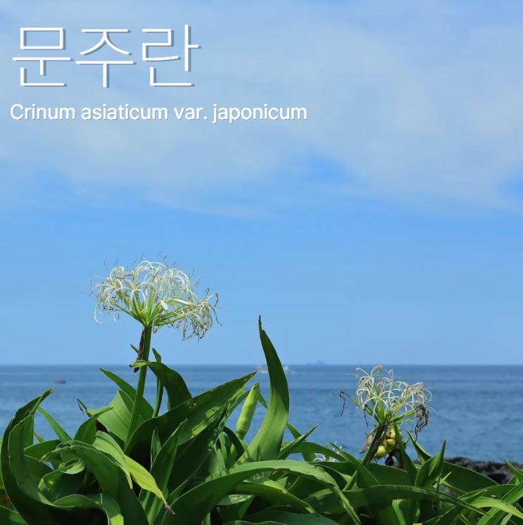  문주란 꽃 키우기 꽃말