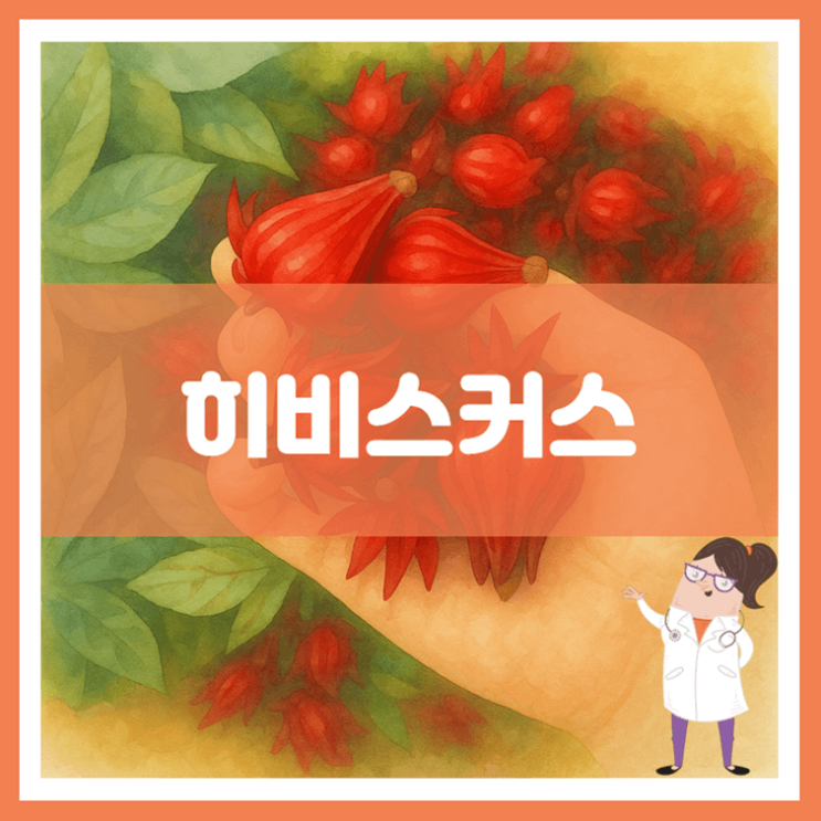  히비스커스 효능 부작용 보관방법