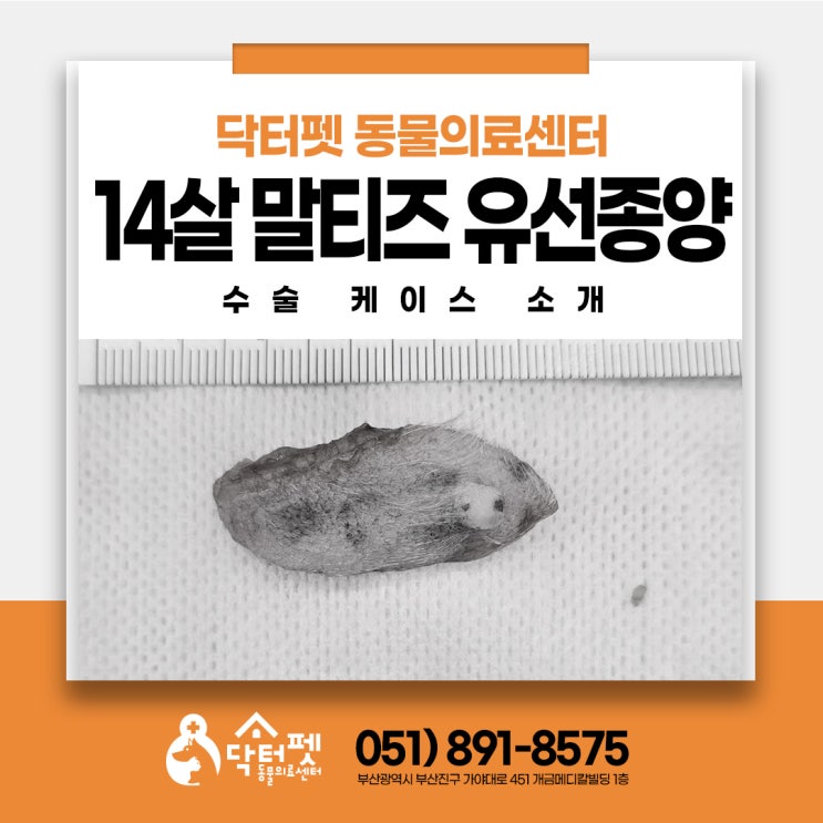  과거 악성 유선종양이었던 14살 말티즈 설마 재발?조직검사 양성 부산 노령견 종양제거수술 동물병원
