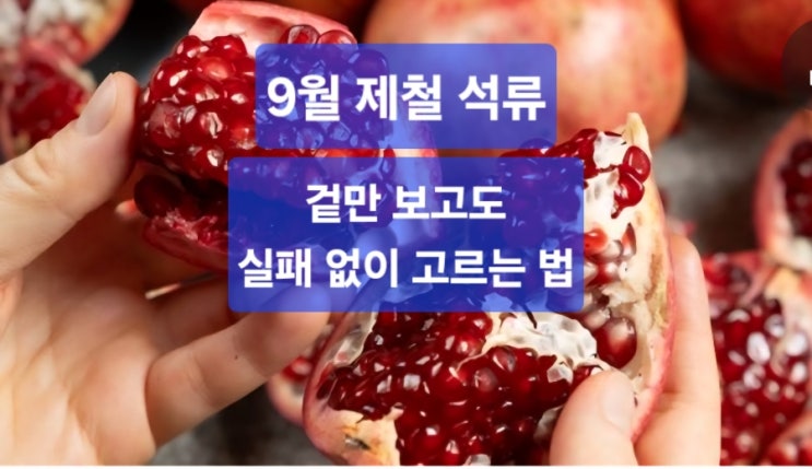   “9월 제철 석류, 겉만 보고도 실패 없이 고르는 법 ”