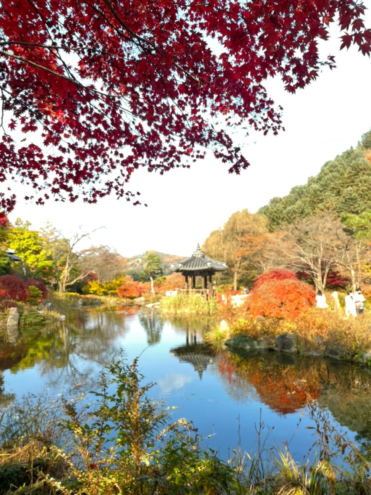  아침고요수목원 가을풍경 미리보기  단풍 & 국화 & 10월 이벤트 가득한 가을 여행지