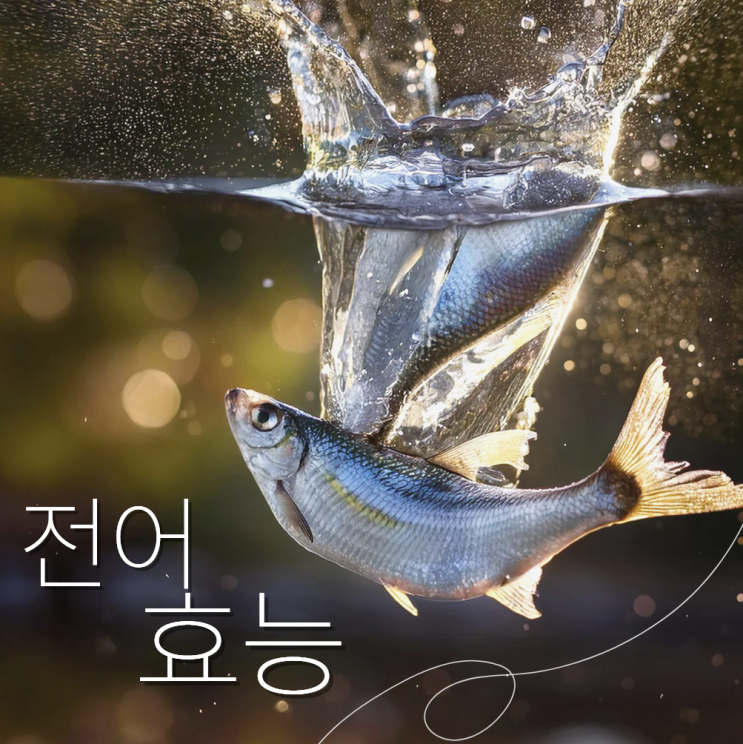  전어회 효능 영양성분 : 회 vs 구이