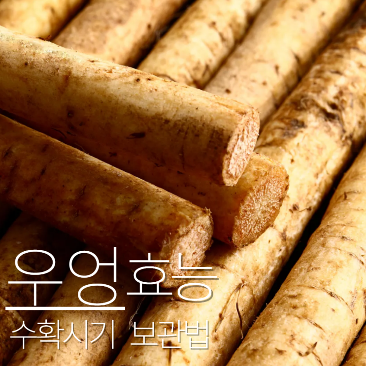  우엉 보관법 수확시기 효능 총정리!