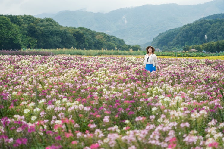 가을꽃을 종류별로 만날 수 있는 곳 － 함양 상림공원
