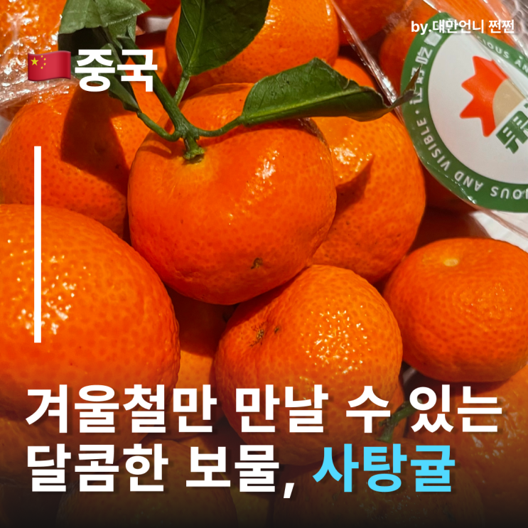  중국여행에서 꼭 맛봐야 할 달콤한 보물 사탕귤 사탕쥐 중국귤 중국먹거리 중국간식