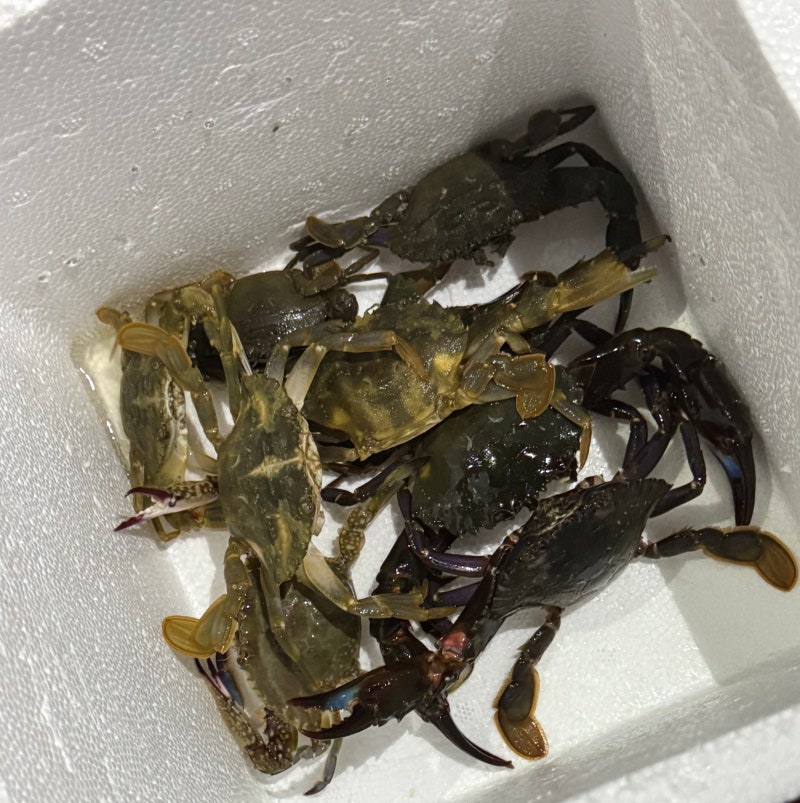 태안 여행 꽃지해수욕장 펜션 해루질 조개 꽃게 잡이 오션뷰 독채 스테이발리