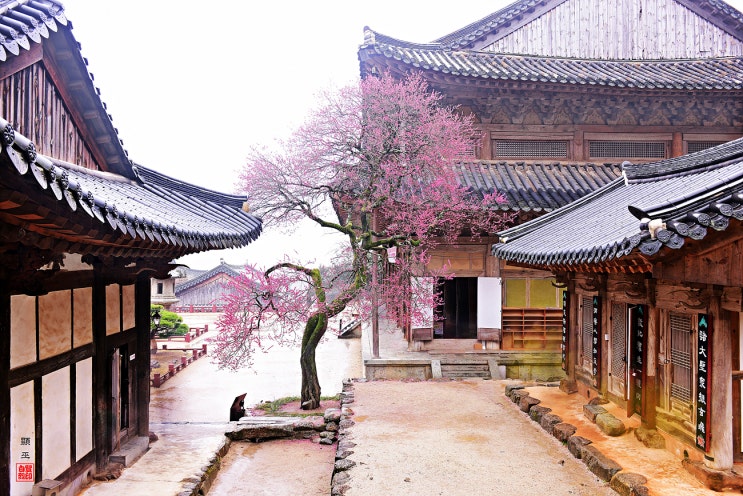  전라남도 구례 고즈넉한 화엄사의 홍매화