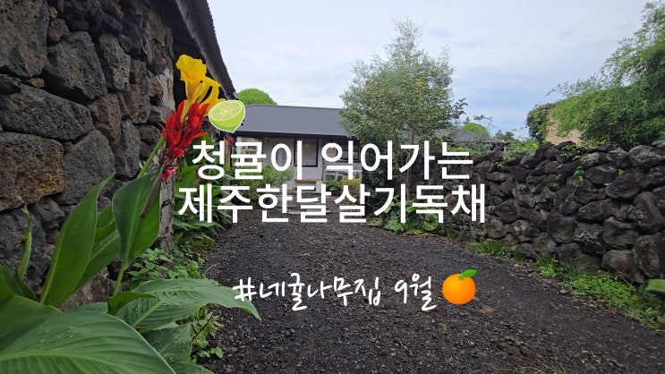  육아휴직, 제주도 한달살기 독채 숙소 9월 조천읍에서