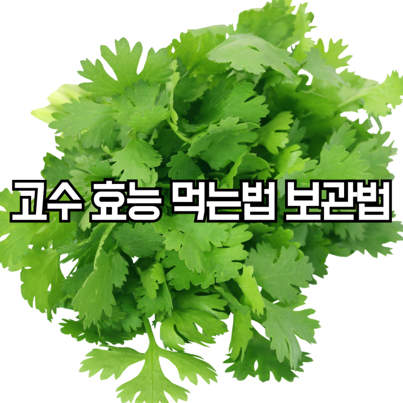 고수나물효능 고수뿌리 먹는법 보관법