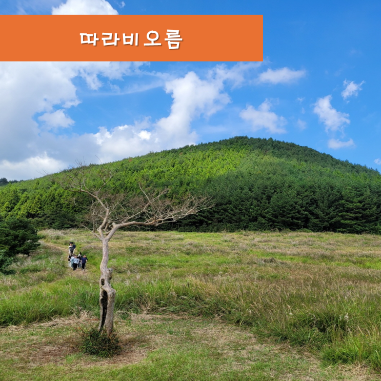  《제주오름》 따라비오름 가을에 방문하면 좋은 제주도 동쪽오름