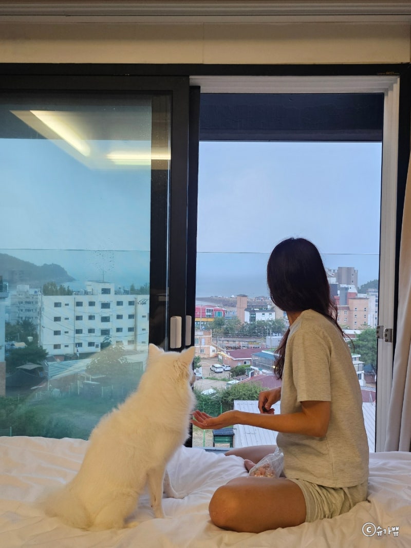 인천 애견 동반 펜션 에버뷰 을왕리 해수욕장 숙소 후기