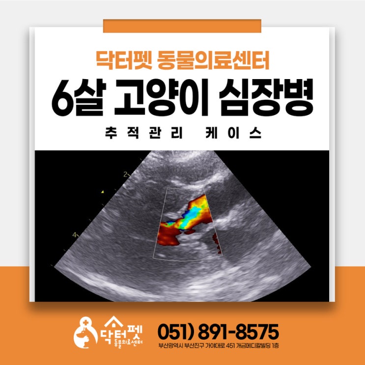  아깽이 때부터 6살까지 스코티시폴드 HCM 추적 관리 건강검진 부산 고양이 심장병 동물병원