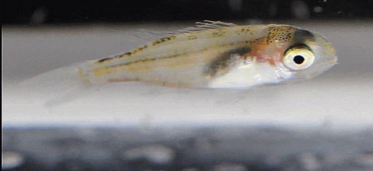 Evynnis tumifrons (late pelagic stage) チダイ (붉돔)
