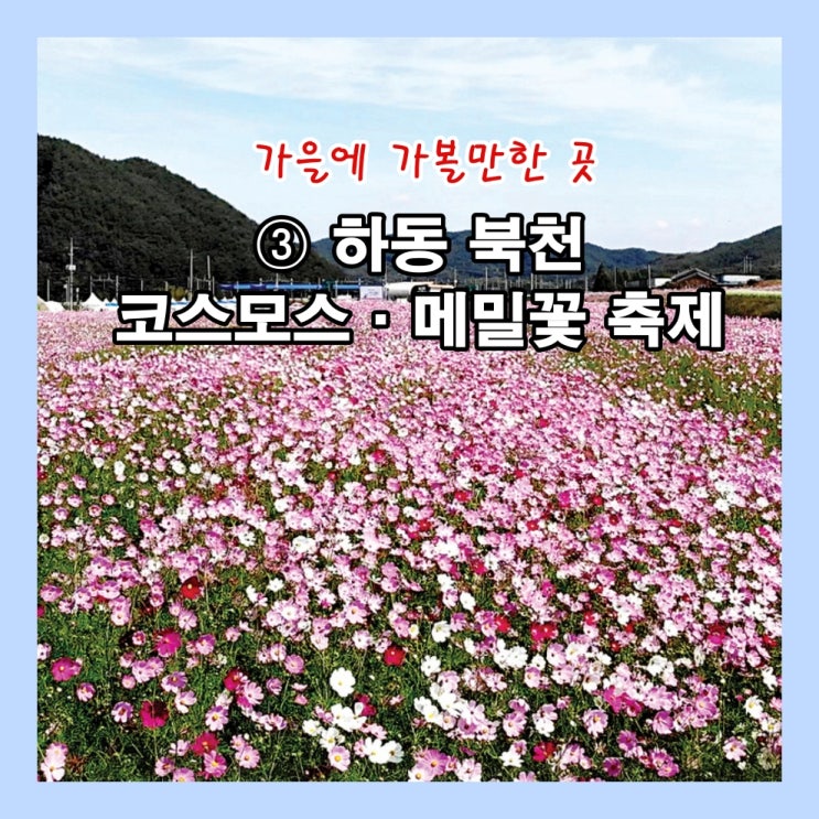  가을에 가볼만한 곳 ③ 하동 북천 코스모스·메밀꽃 축제
