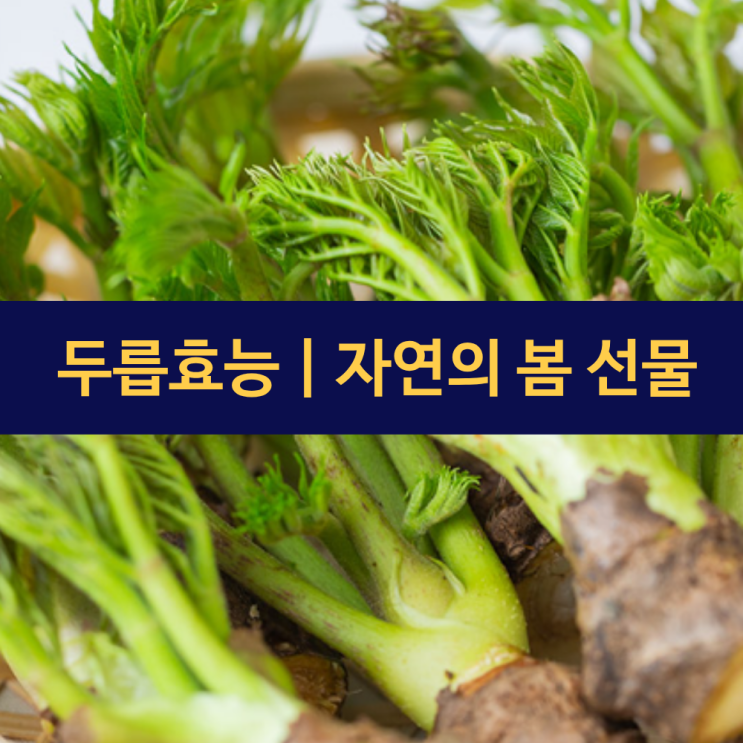  두릅효능 | 봄의 전령사 두릅 효능 | 자연의 봄 선물