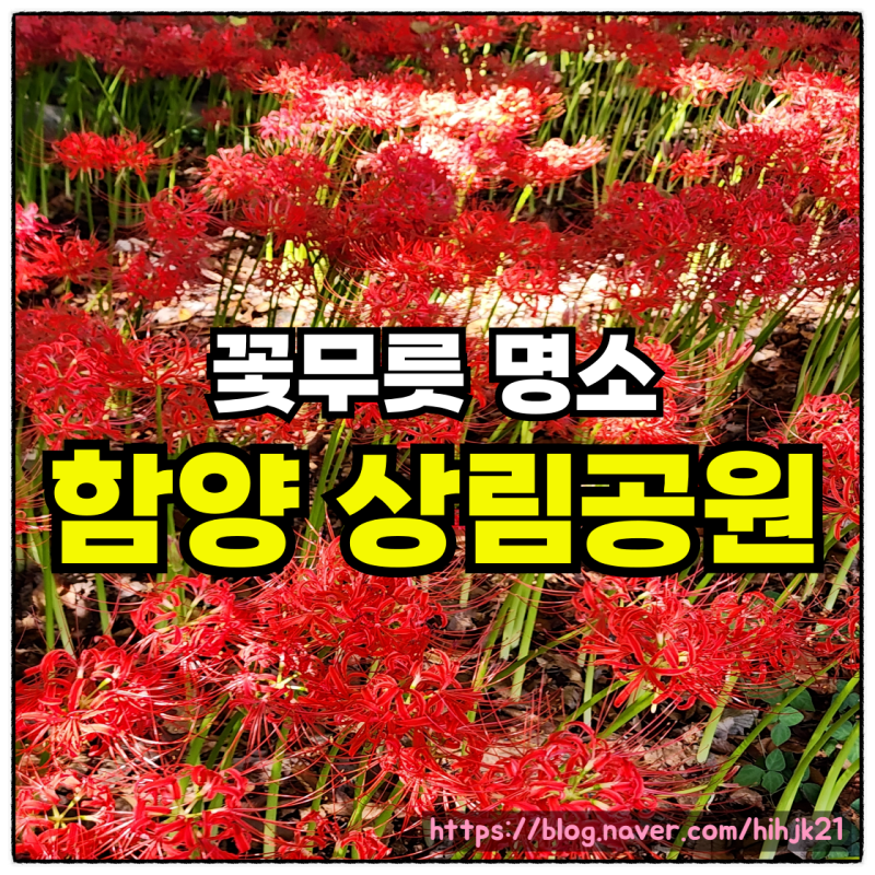함양 상림공원 꽃무릇 개화현황 가을여행지 추천 꽃무릇명소 경남여행