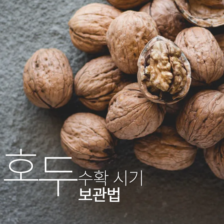  호두 수확 시기 방법 보관법