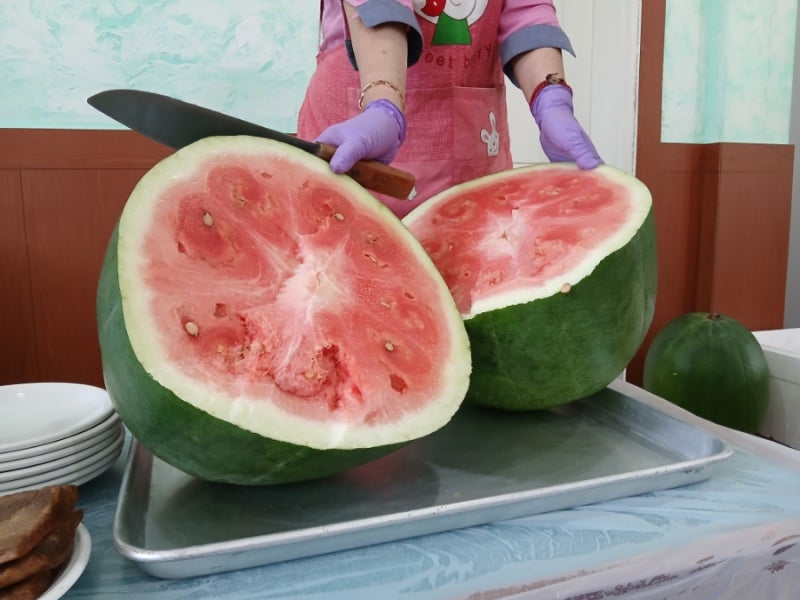 광주 여행 ㅡ 무등산 수박. 금곡마을. 무등산 수박마을. 푸렝이. 무등산수박 공동직판장.