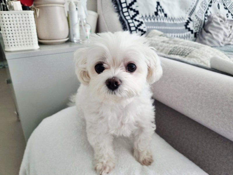 사진 8