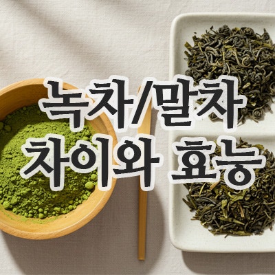  말차 녹차 차이 알아보기: 말차가루 효능과 녹차가루 효능 제대로 정리