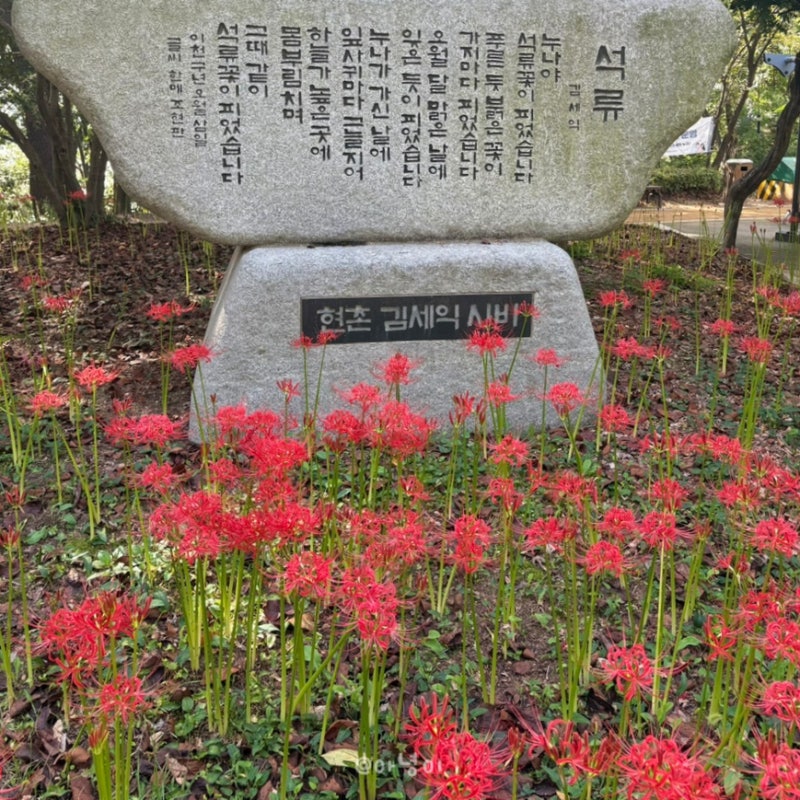 부산근교 여행지 창원 마산 가볼만한곳 산호공원 꽃무릇 명소