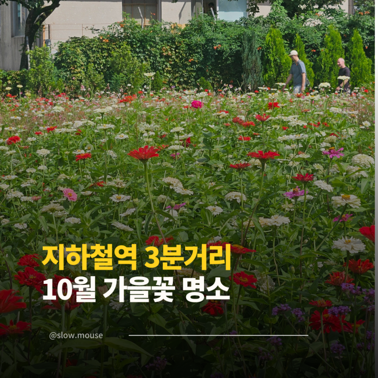  도심 속 가을꽃 명소 TOP1, 열린송현녹지광장 개화 상태는?