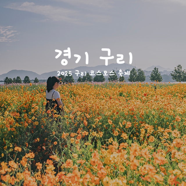 구리한강공원 코스모스 축제, 서울 근교 가을 꽃 나들이