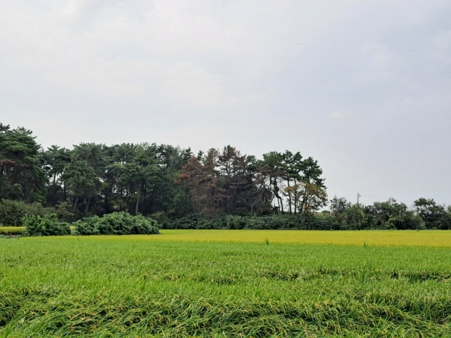 성덕산 사진 3