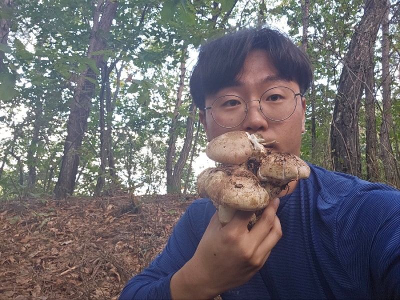 국산 송이 버섯(국내산 송이버섯 철) 가격과 효능