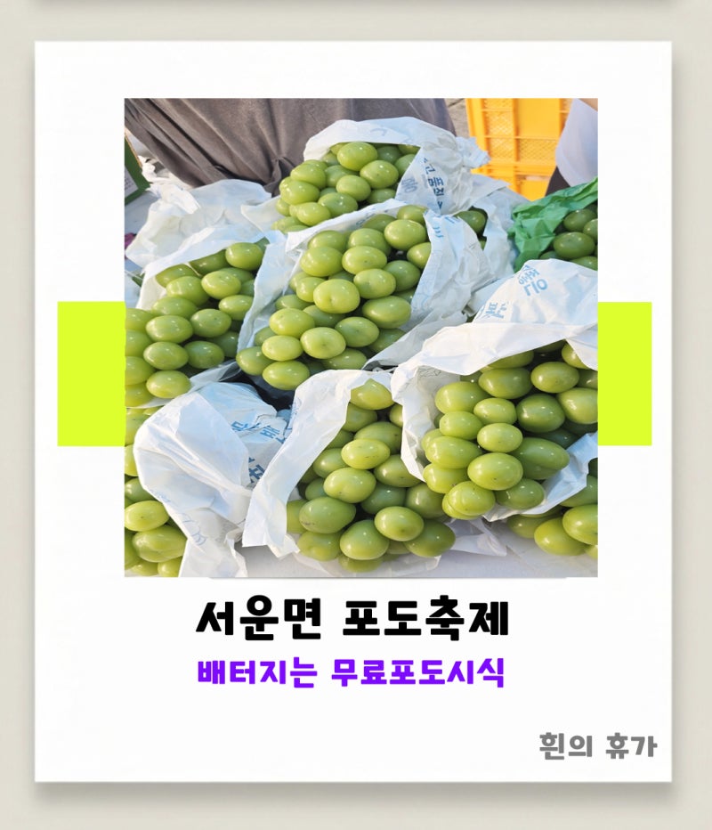 2025서운면포도축제))시식용포도로 배터지는곳_무료인생네컷_꼭알아야하는필수꿀팁