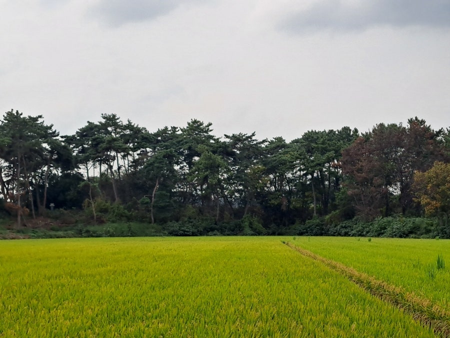 성덕산 사진 4