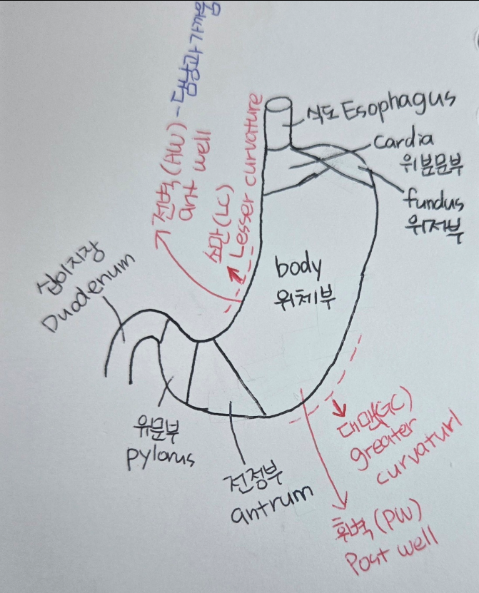 국가검진_ 위암검진이란? : 네이버 블로그