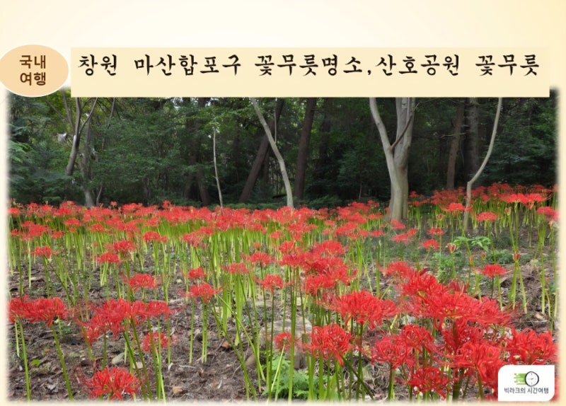 창원 산호공원 꽃무릇 축제 2025 - 개화상황 및 탐방기
