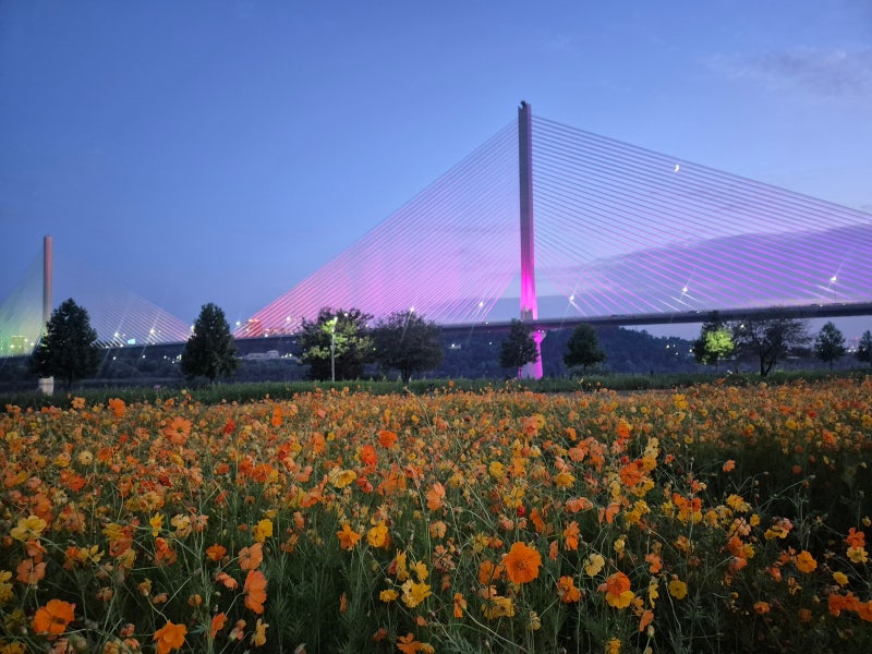 구리 한강공원 코스모스축제_코스모스 실시간 개화상황