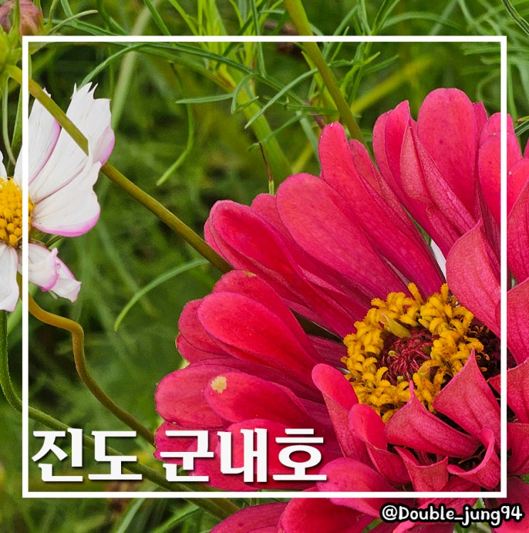  전남 진도 가볼 만한 곳 꽃길을 걸을 수 있는 군내호