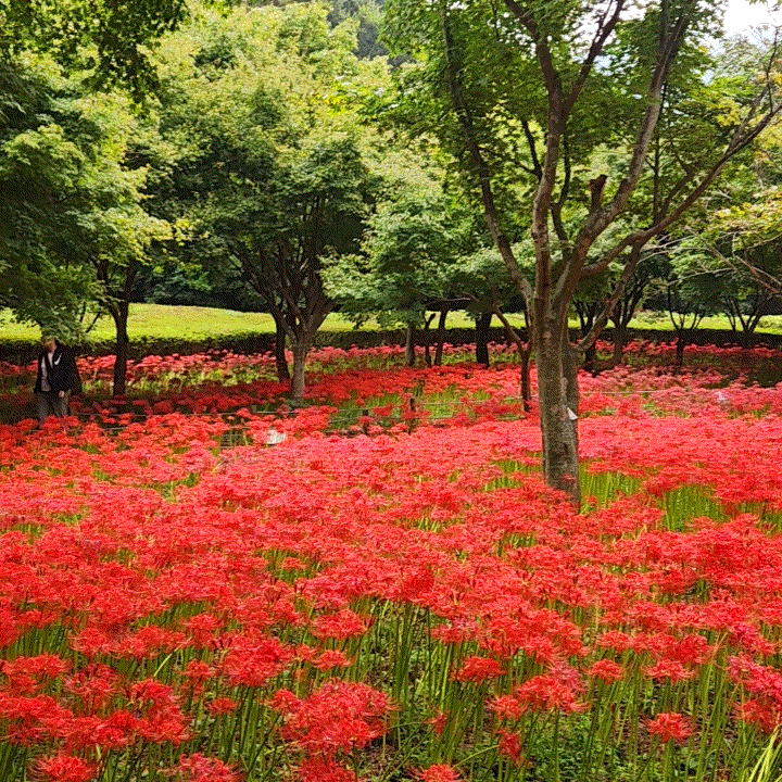 영광불갑산상사화축제 2025 | 9월 10월 광주근교여행 코스로 즐기는 전남 꽃구경 다녀왔어요