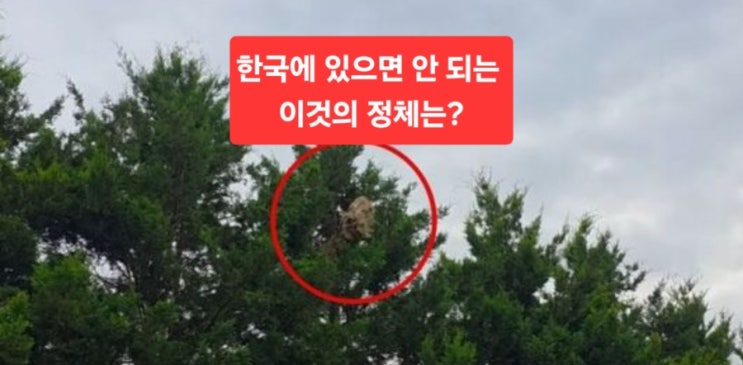  “한국에 있으면 안 된다는 이 정체… 보육원 옆에서 포착됐다”