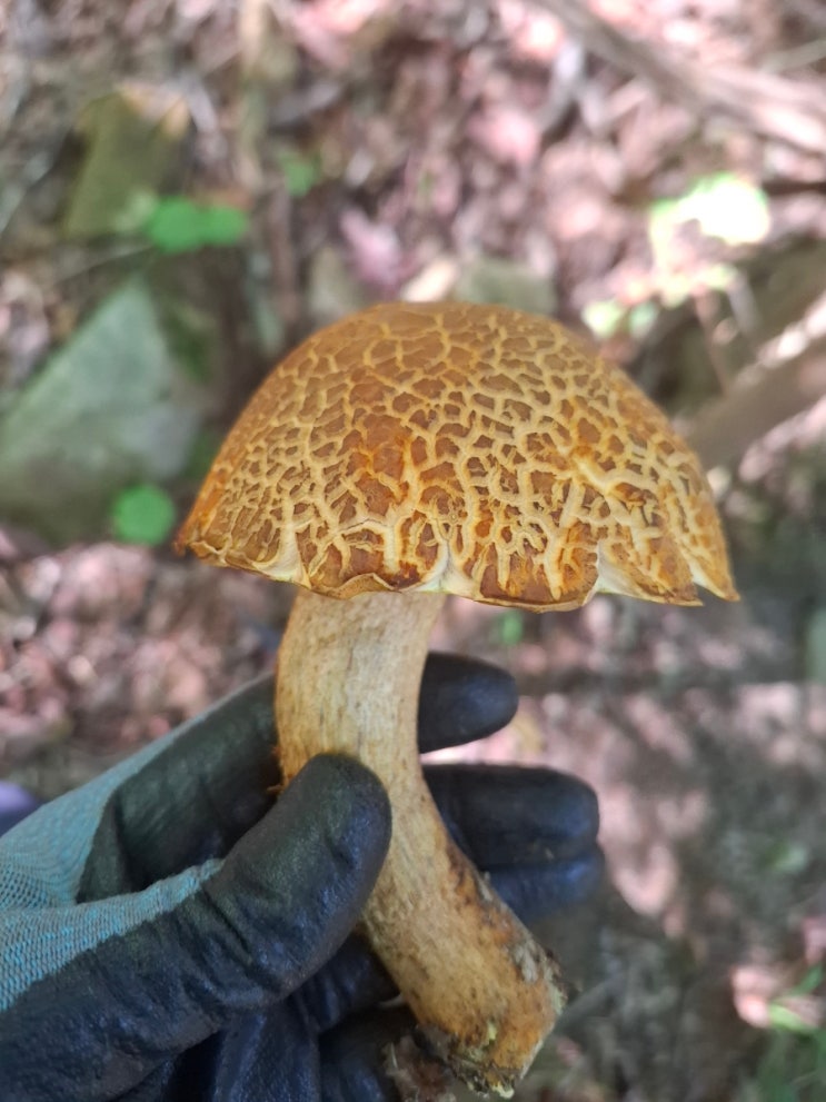  울산 능이버섯산행