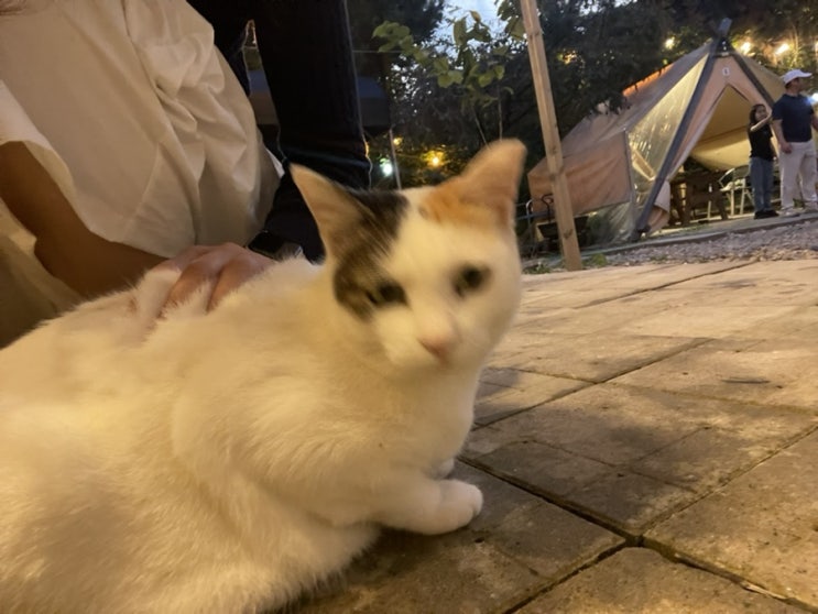  내일부터 할게요