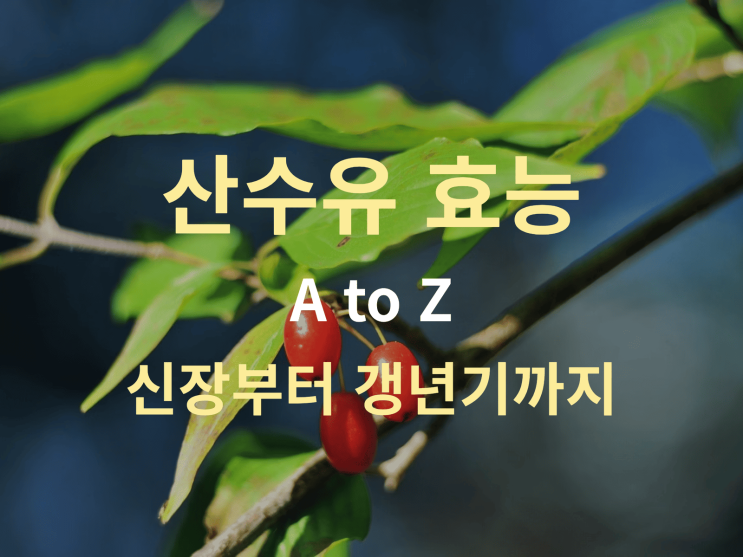  산수유 효능 A to Z: 신장부터 갱년기까지 총정리