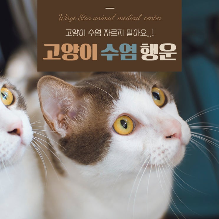  고양이 수염 행운의 상징? 자르면 안되는 진짜 이유