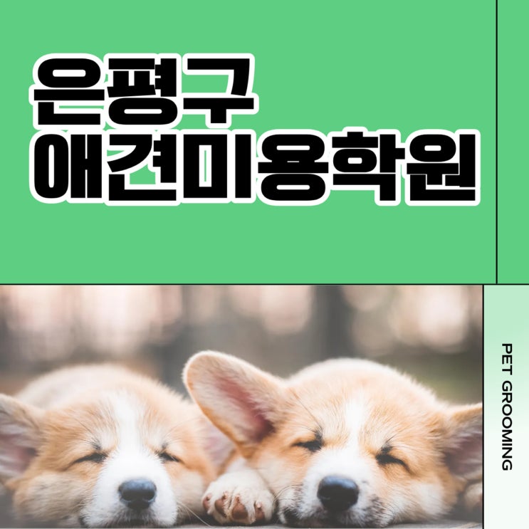  은평구애견미용학원 전문 커리큘럼ㅣ체계적인 실습·자격증 취득 과정