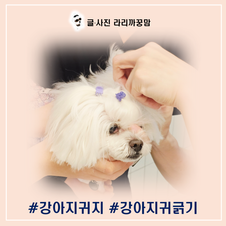  강아지 귀지와 귀긁기, 원인부터 관리까지 알아봐요